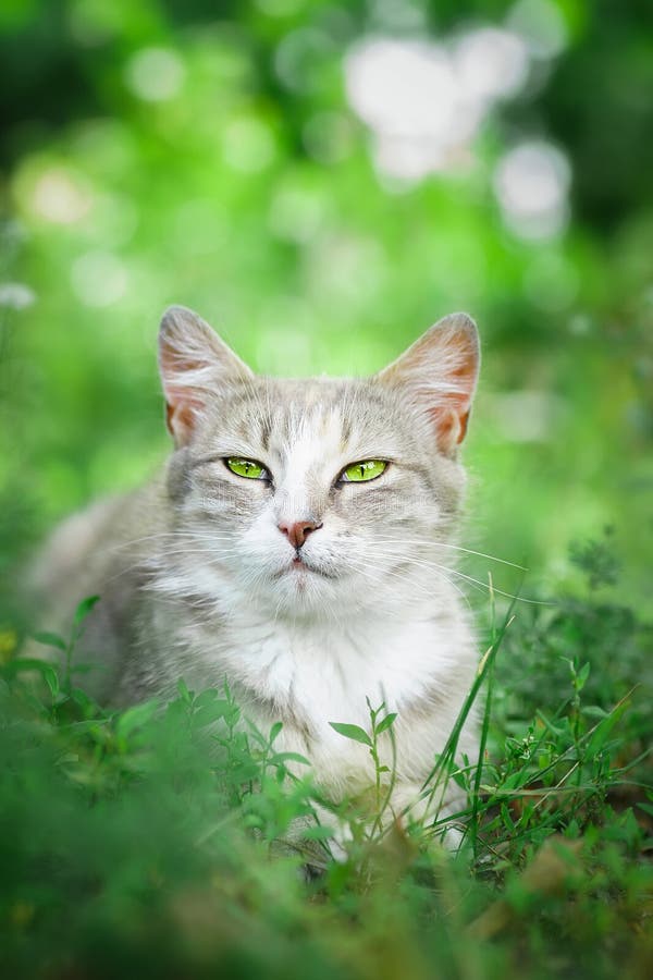 Gray striped cat walks on a leash on green grass outdoors