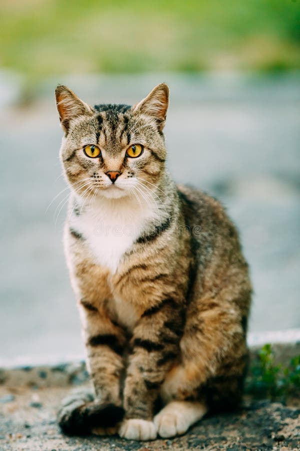 Gray And White Mixed Breed Short-Haired Domestic Young Cat, Sitt