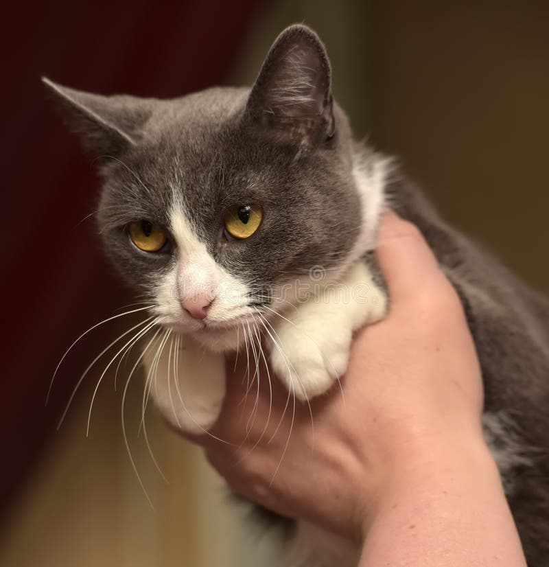 Gray and White Shorthair Cat Stock Image - Image of cardboard, mammal: 59453301 Gray and White Shorthair Cat Stock Image - Image of cardboard, mammal: 59453301