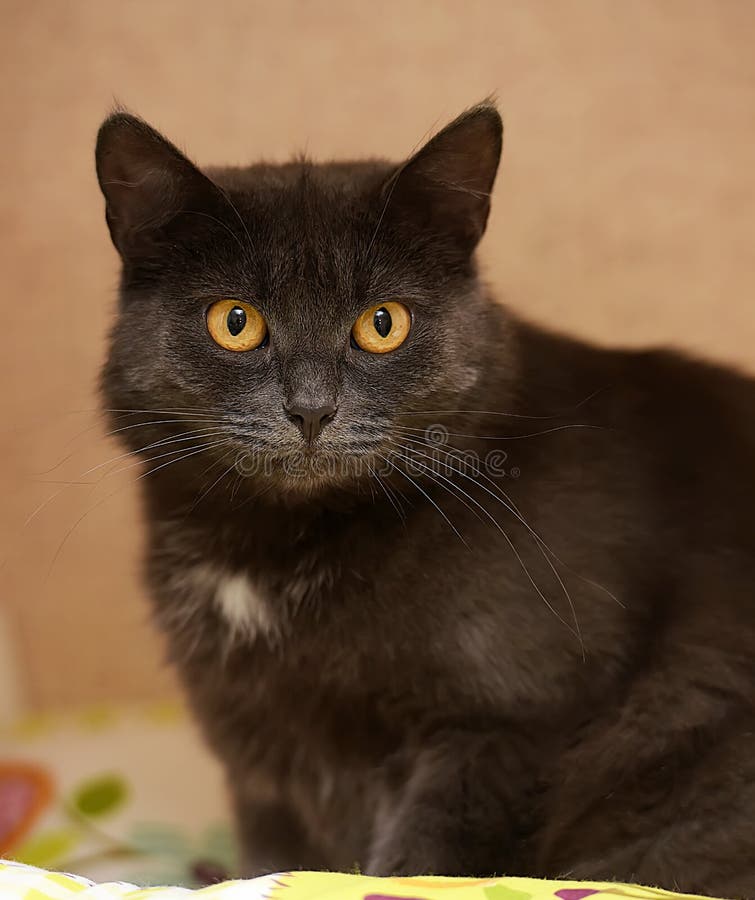 All 92+ Images grey cat with white spot on chest breed Updated