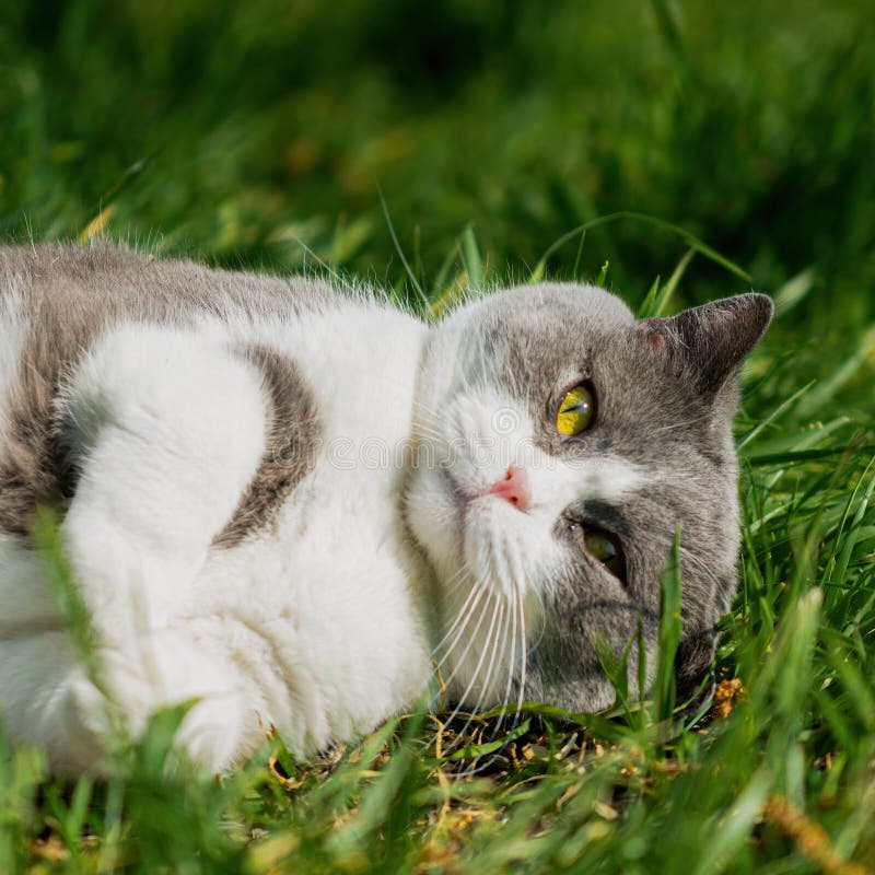 Gray and White Straight Scottish Cat in the Lawn Stock Photo Image of deftness, beautiful