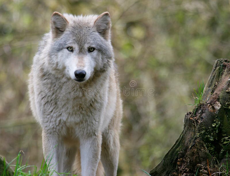 gray wolf images gray wolf images