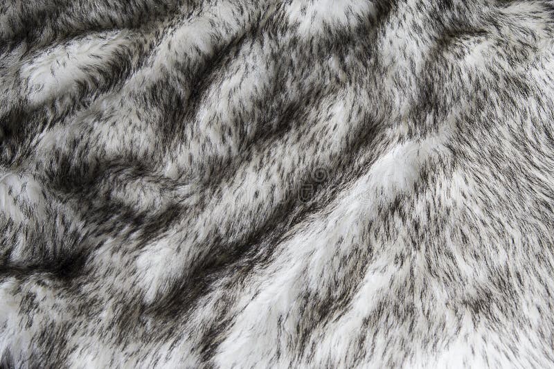Gray Wolf Artificial Fur Background Texture Design, Black and White ...