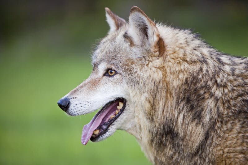Gray wolf grey Canis Lupus open mouth tongue