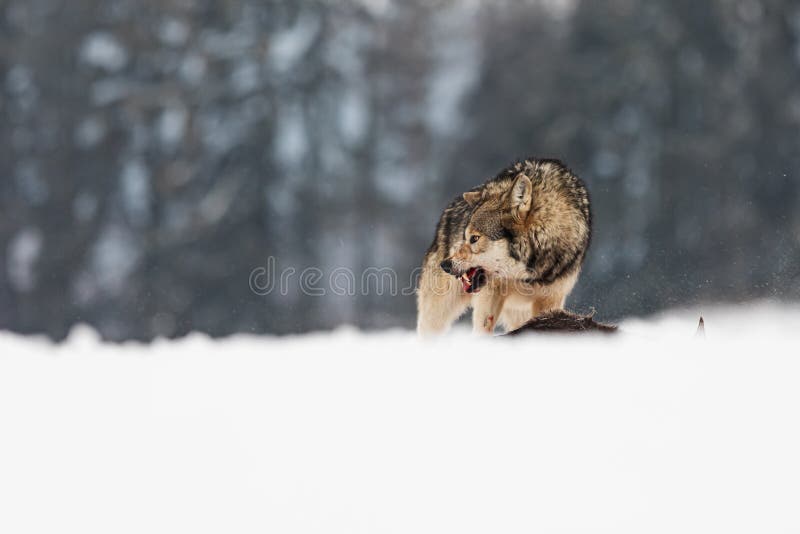 Male Gray Wolf Canis Lupus Has Blood All Over His Muzzle by the Killed