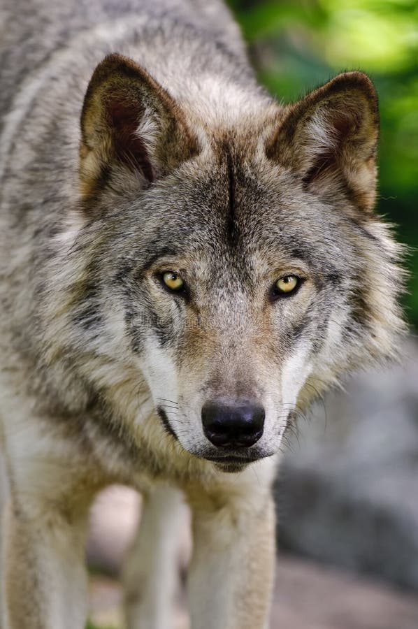 Gray Wolf Close Up Head Shot, der vorwärts schaut stockbilder Gray Wolf Close Up Head Shot, der vorwärts schaut stockbilder