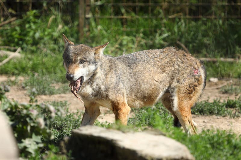 Gray Wolf with Food in Mouth in ZOO Stock Photo - Image of danger ...