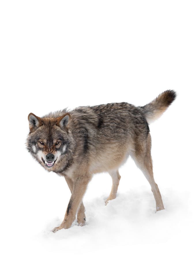 Portrait of a furious gray wolf. Angry wolf roaring isolated on