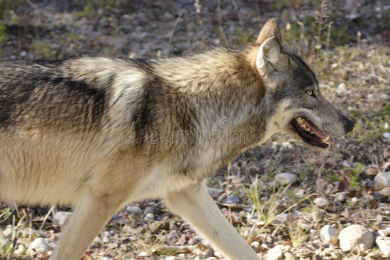 Gray wolf walking in profile