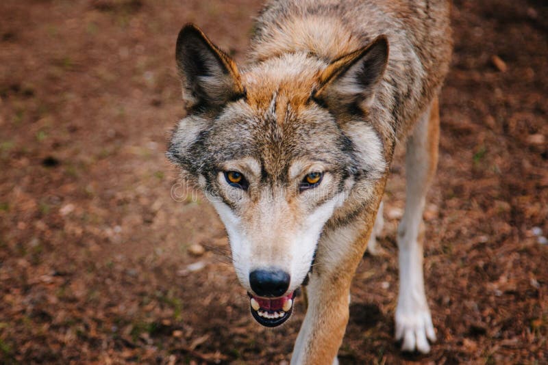 389 Yellow Wolf Eyes Wild Animal Nature Stock Photos - Free & Royalty-Free  Stock Photos from Dreamstime
