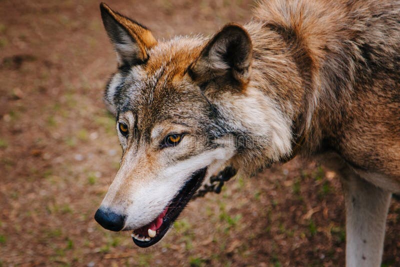 389 Yellow Wolf Eyes Wild Animal Nature Stock Photos - Free & Royalty-Free Stock Photos from Dreamstime 389 Yellow Wolf Eyes Wild Animal Nature Stock Photos - Free & Royalty-Free Stock Photos from Dreamstime