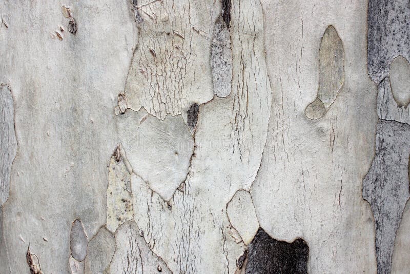 Gray wood grain stock photo. Image of aged, design, structure 167554824