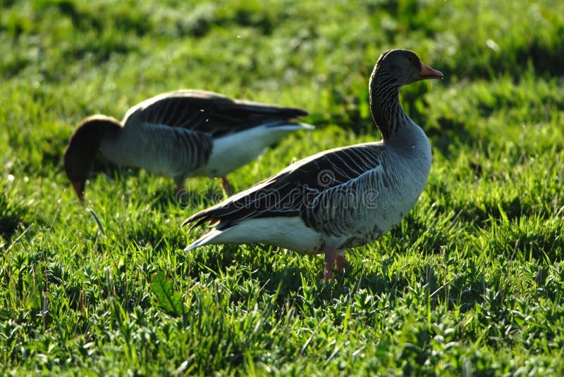 Graylag Gänse lizenzfreie stockfotos Graylag Gänse lizenzfreie stockfotos