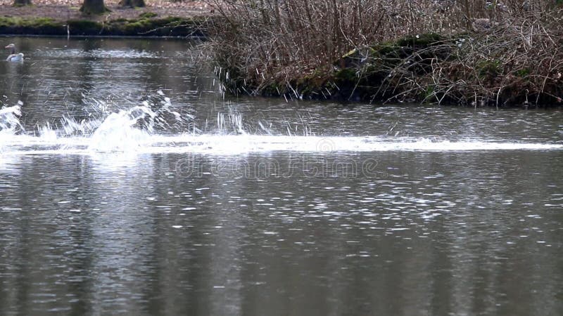 Grayleg geese are flying away, Holland