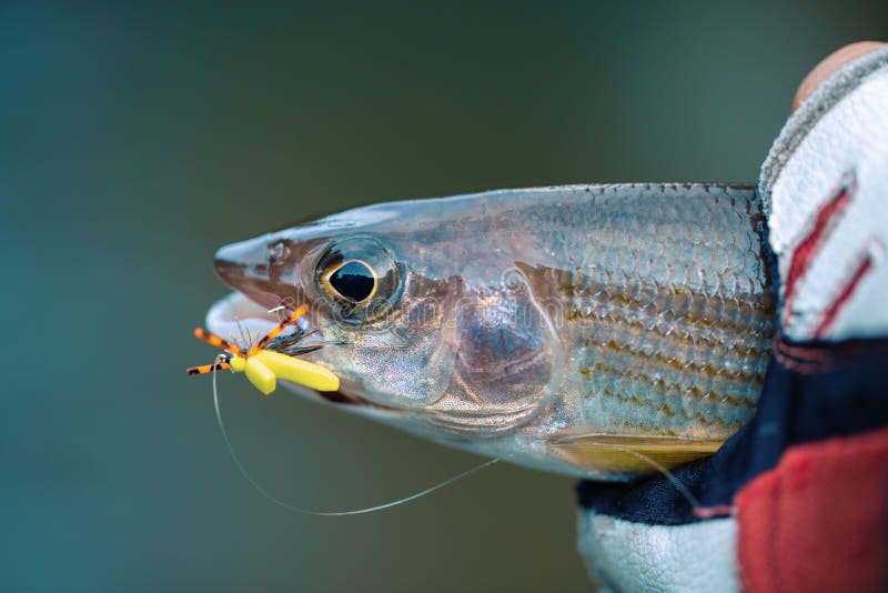 Grayling is Caught on a Dry Fly. Fly Fishing Stock Image Image of