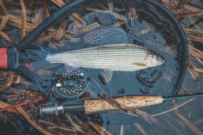 Grayling Caught by Fly Fishing in a Stream Stock Photo Image of lure