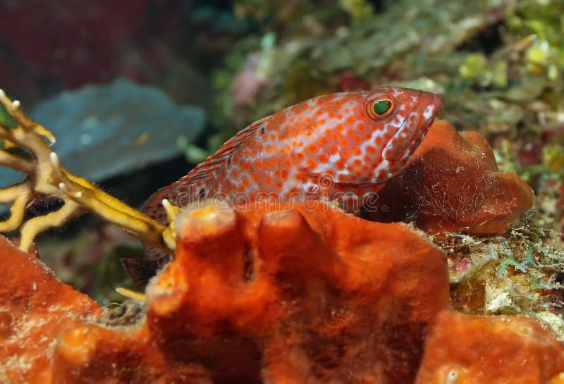 Graysby and Orange Sponge