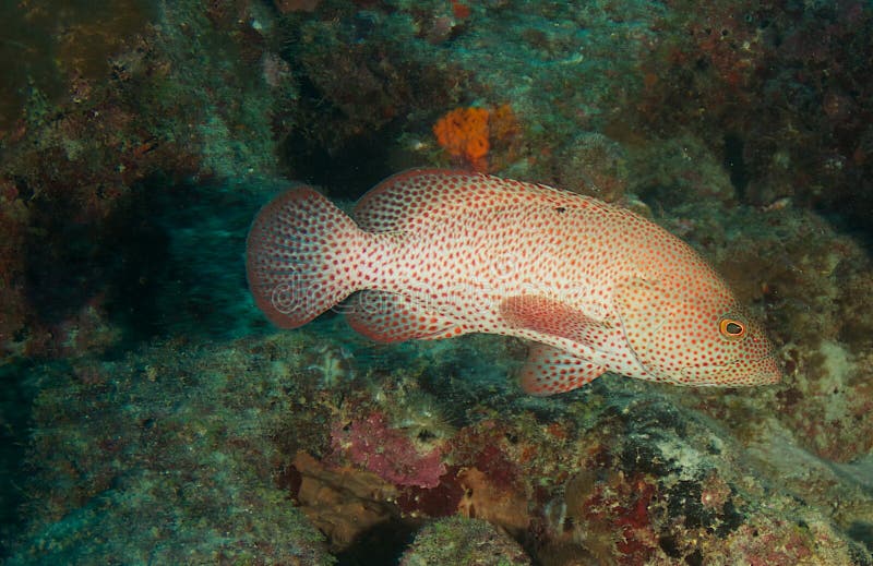 Graysby on a reef