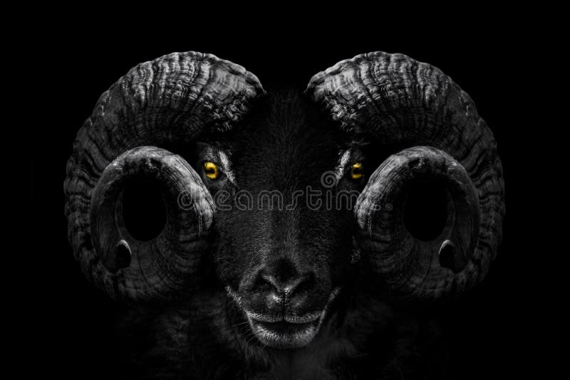 Grayscale of a Bighorn Sheep Head with an Angry Look Isolated on a