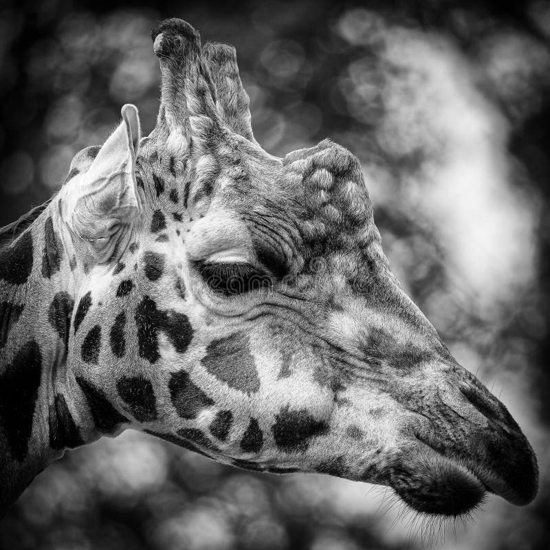Grayscale closeup of the giraffe profile. stock image