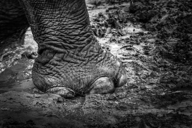 Grayscale Closeup Shot of an Elephant S Foot in a Mud Stock Image
