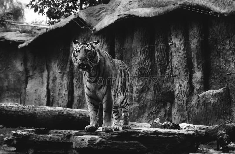 Grayscale of a growling tiger standing on a stone in a wildlife preserve royalty free stock image
