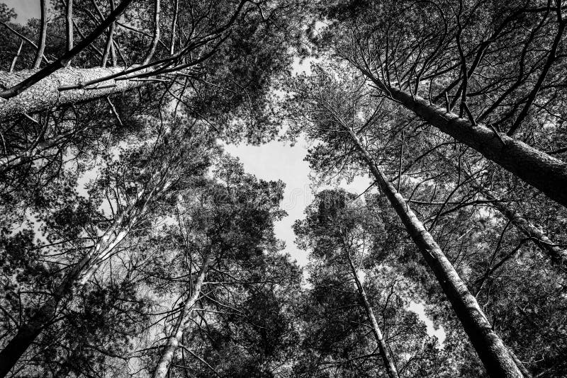 Grayscale Low Angle Shot of Tall Trees in the Forest Stock Photo ...