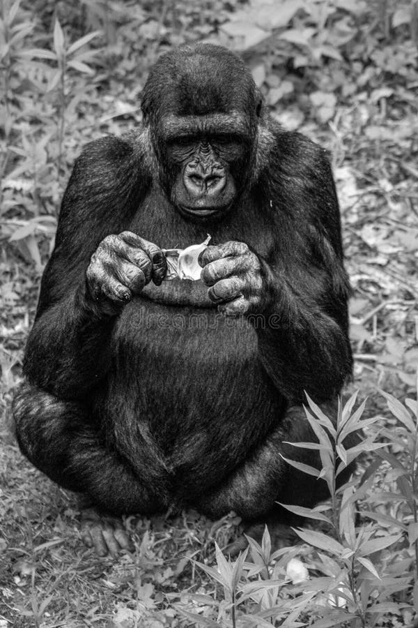 Grayscale Shot of a Gorilla Holding an Onion while Sitting on the