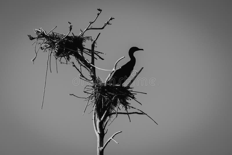 A grayscale shot of a heron nested on a bare tree