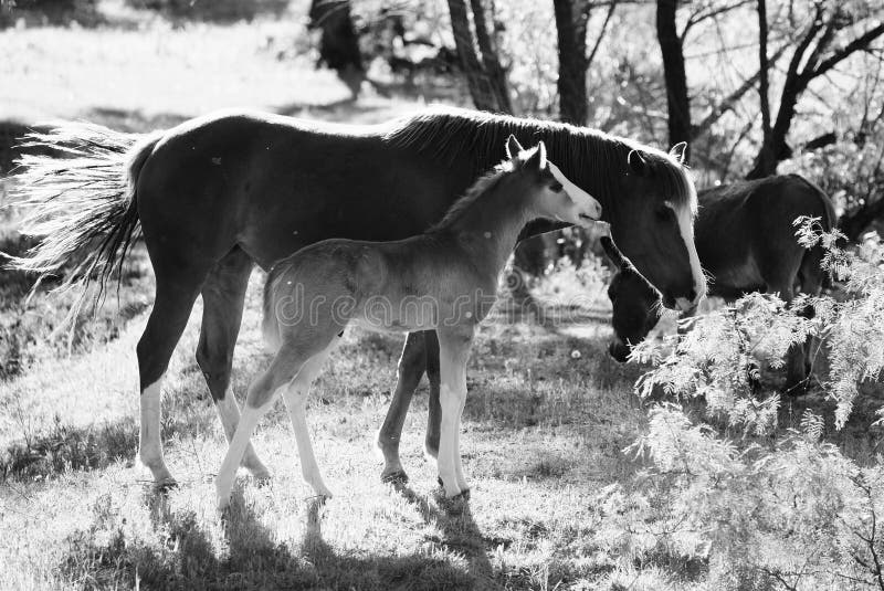 Horses family. stock photo. Image of trees, mazury, trawa - 85362