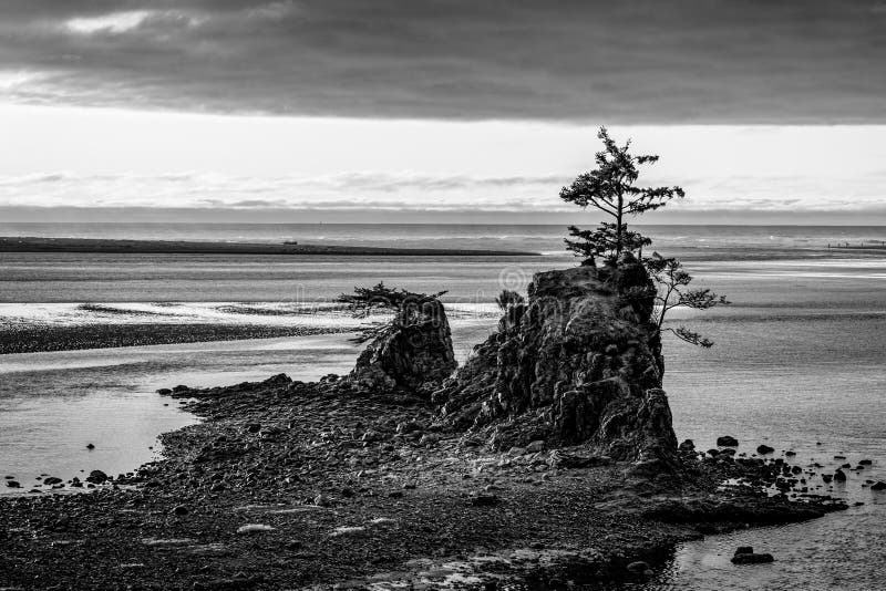 A grayscale shot of a tree on a small cliff in the middle of the water at Siletz Bay