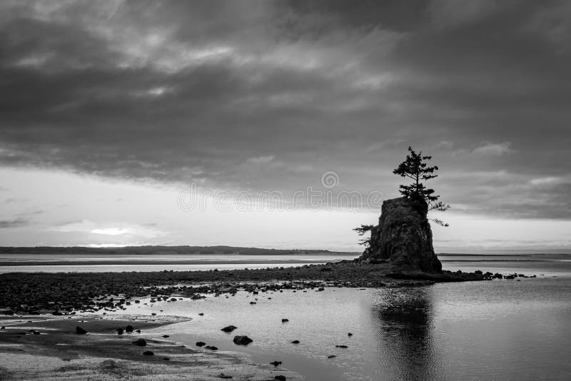 A grayscale shot of a tree on a small cliff in the middle of the water at Siletz Bay