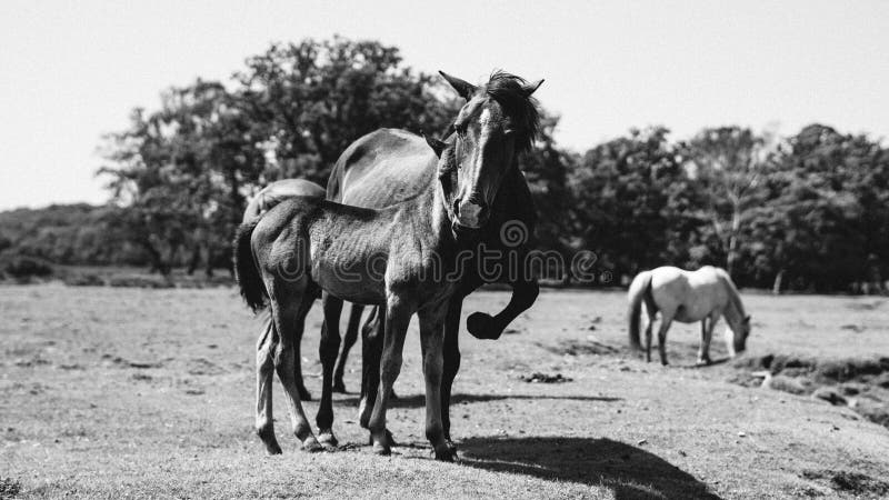 Grayscale Shot of Two Horses Standing in a Grassy Meadow. Stock Photo ...