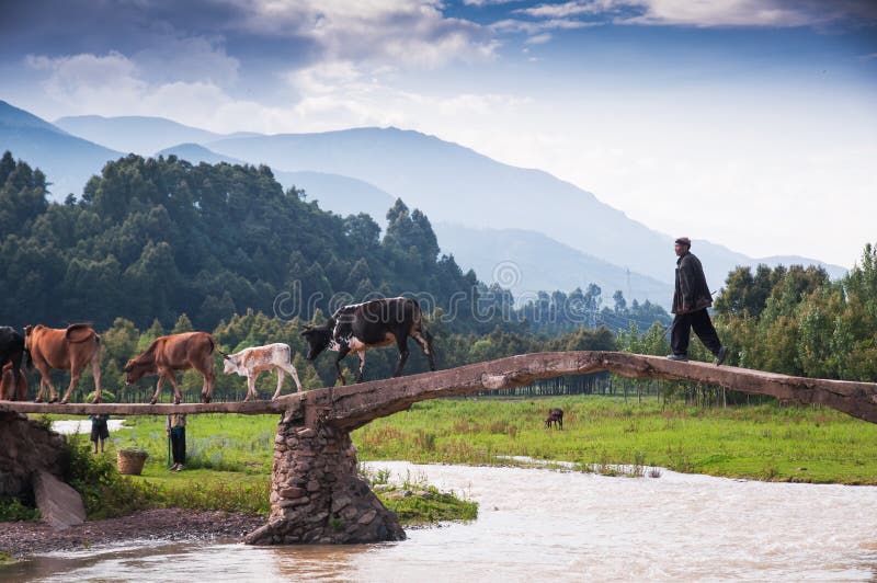 A Boy Poses for a Photo while Herding Cattle Outside of Bhadarsa