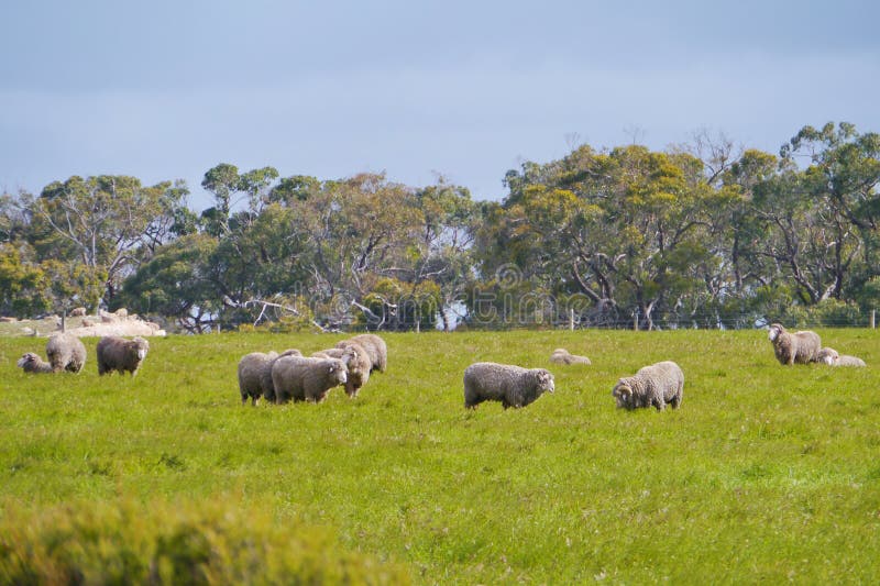 Grazing Australian sheep