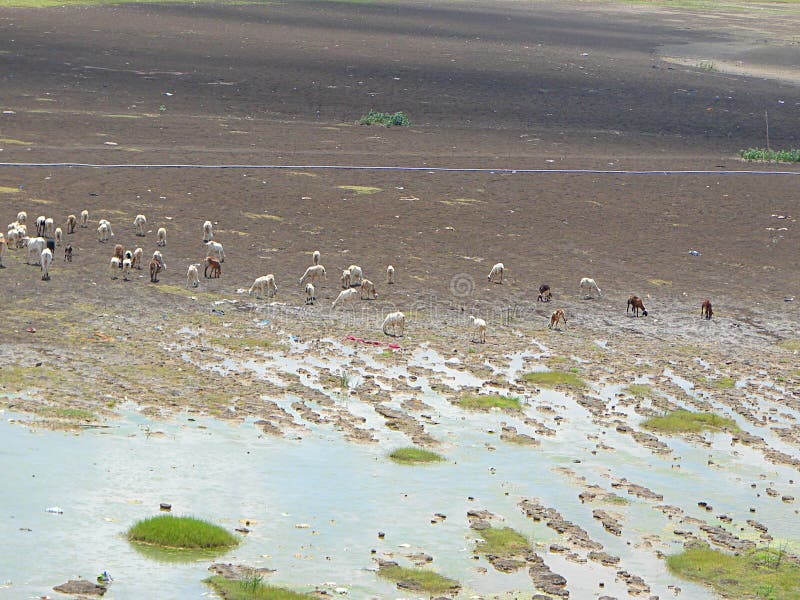 Grazing Cattle in a Dry Riverbed at time of Famine in Hot Summer