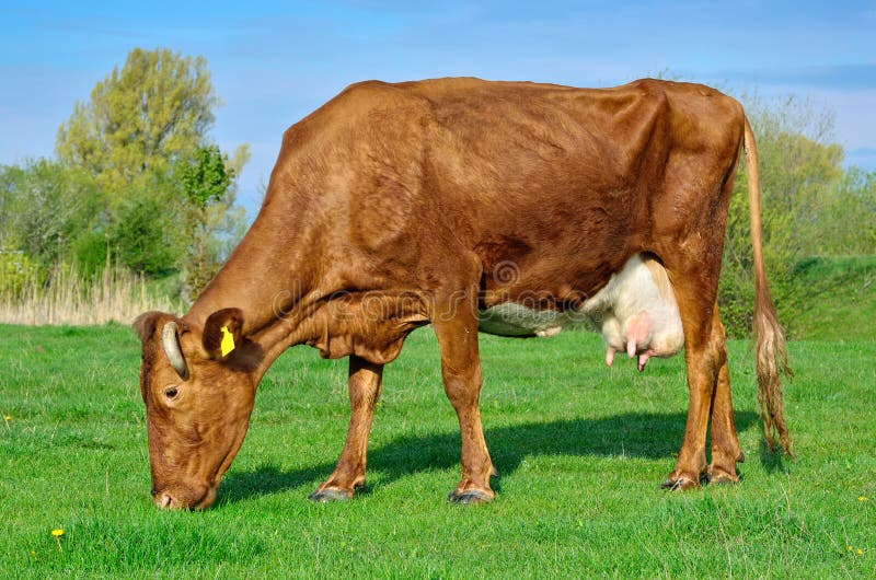 Grazing Cattle in a Pasture with a Young Green Grass Stock Photo Image of mammal, cloven 79047446
