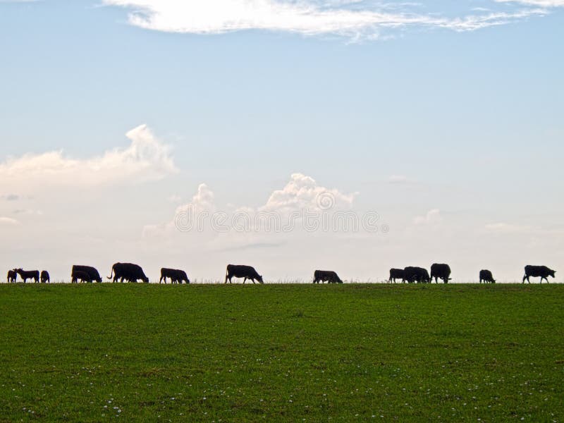 Grazing Cattle Silhouette