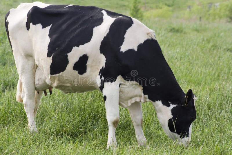 Cow Utters stock image. Image of farm, yogurt, butter 15761171