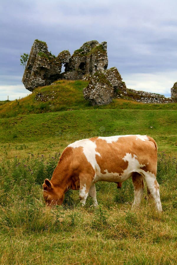 Grazing cow