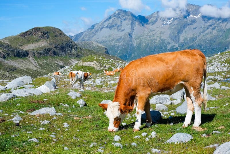 Grazing cow