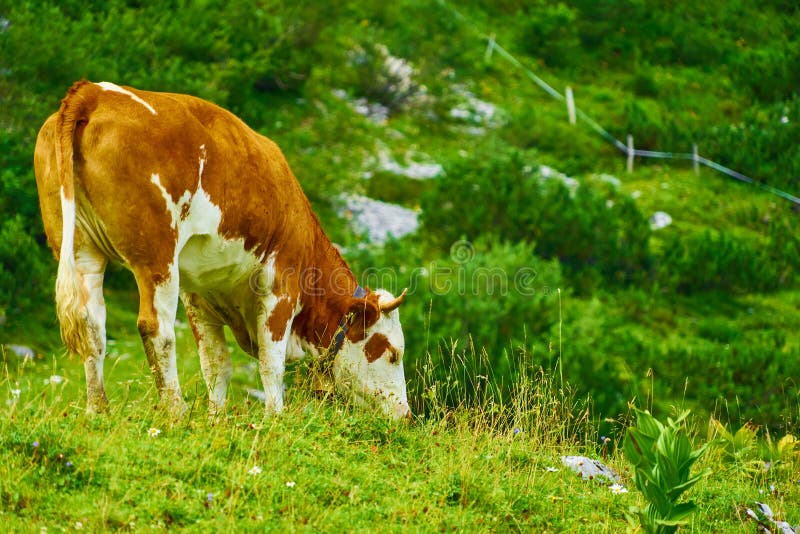 Grazing Cow On An Inclined Steep Alpine Meadow In The Alps Stock Photo