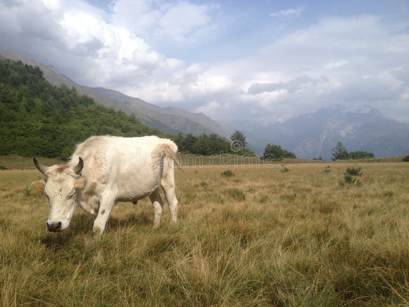 Grazing Cow In Svaneti Stock Photo Image Of Altitude 59842852