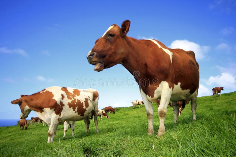 Grazing cows