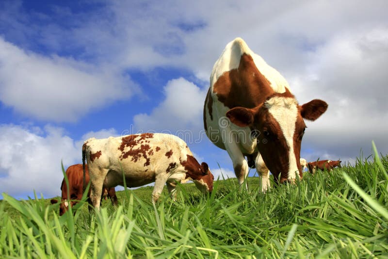 Grazing cows