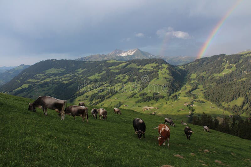 Grazing cows in the Bernese Oberland royalty free stock images