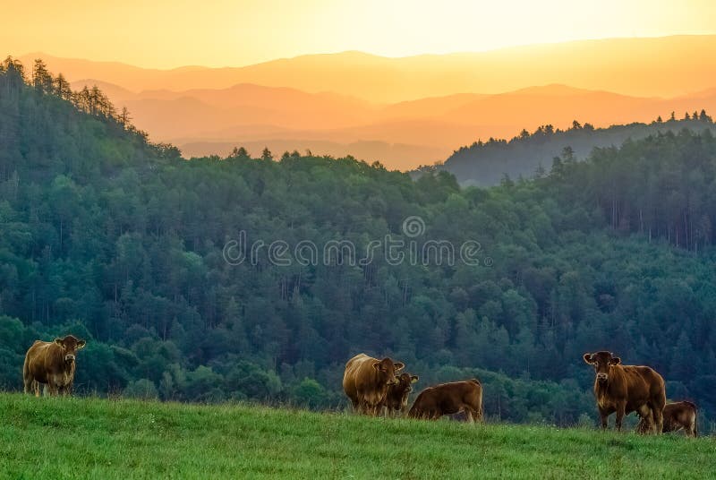 Grazing cows in the mountain landscape at sunrise. Vrsatec, Slovakia