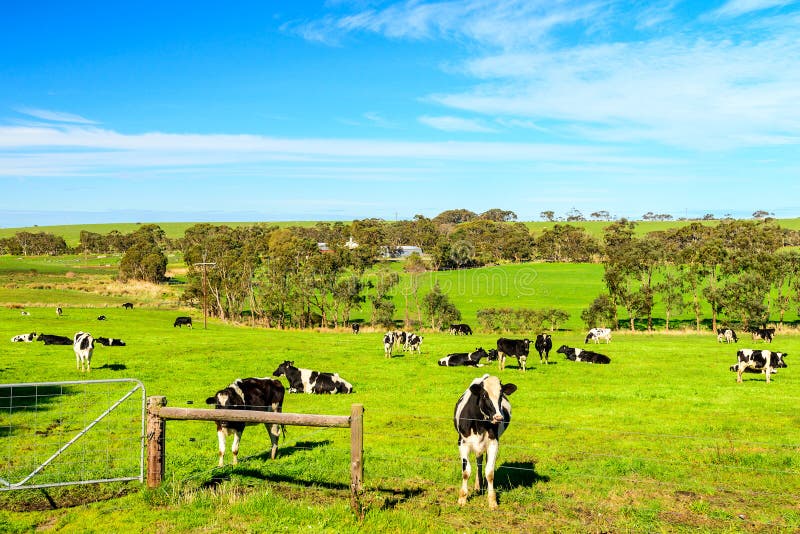 Cows Grazing on a Dairy Farm in Adelaide Hills Stock Image - Image of ...