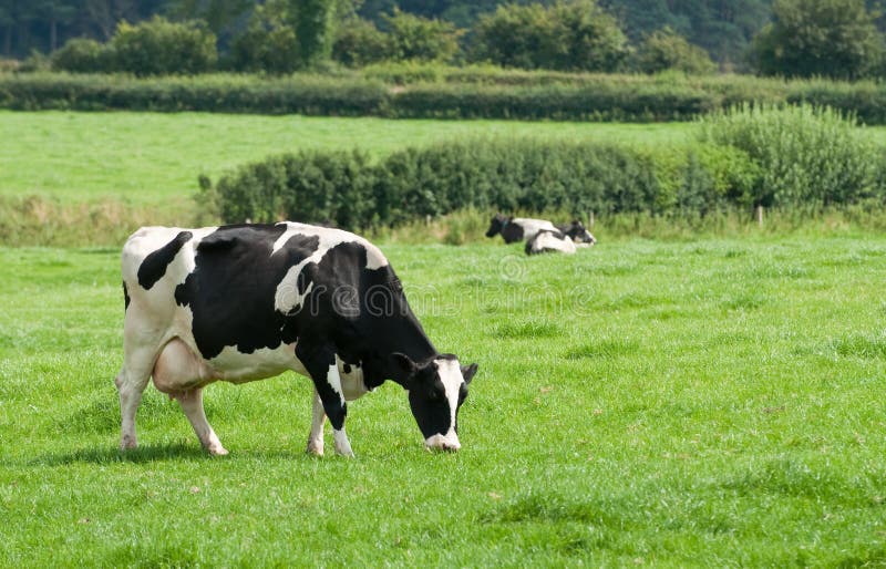 Grazing Dairy Cow stock photo. Image of meadow, white 10677932