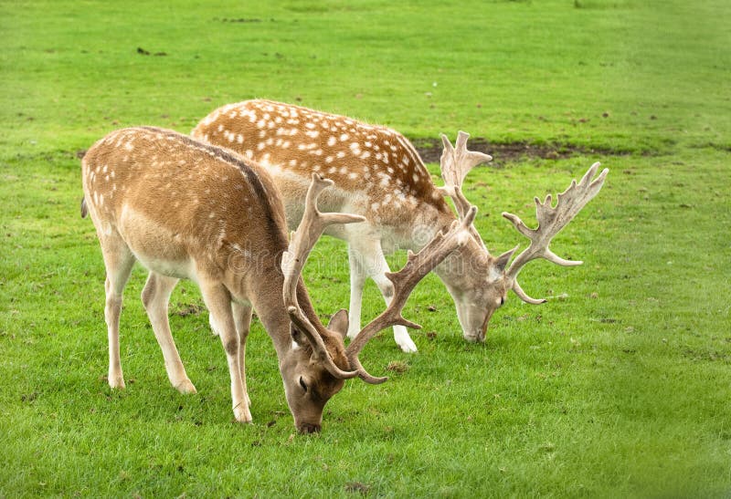 Grazing Deer royalty free stock photography Grazing Deer royalty free stock photography